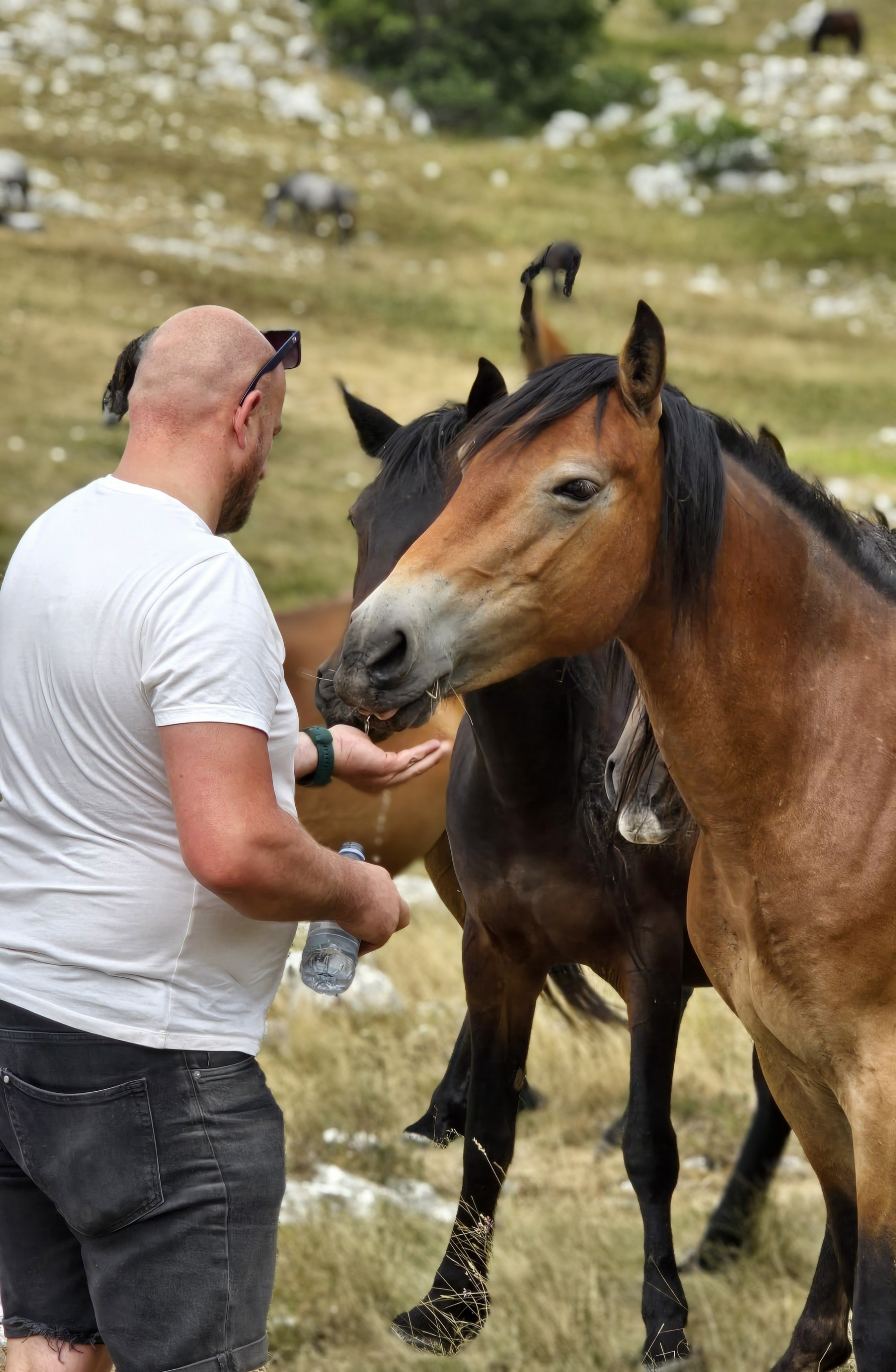 Pogled na Livanjsko polje